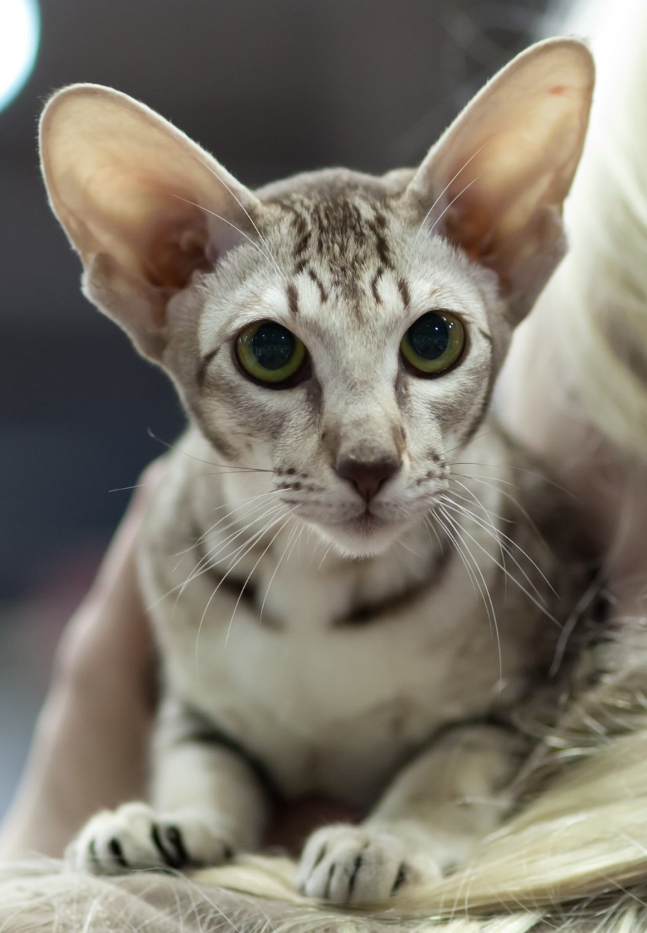 Кошка Ориентал короткошёрстная
