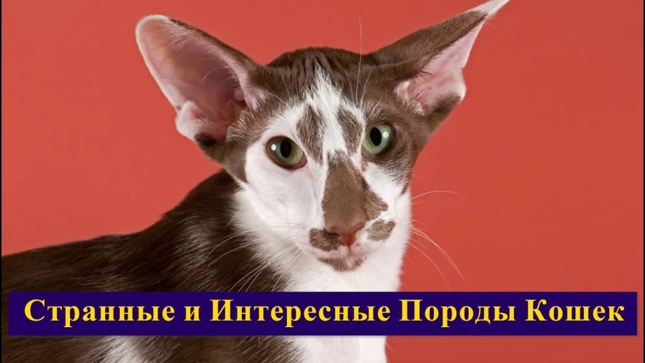 Ориентальная кошка