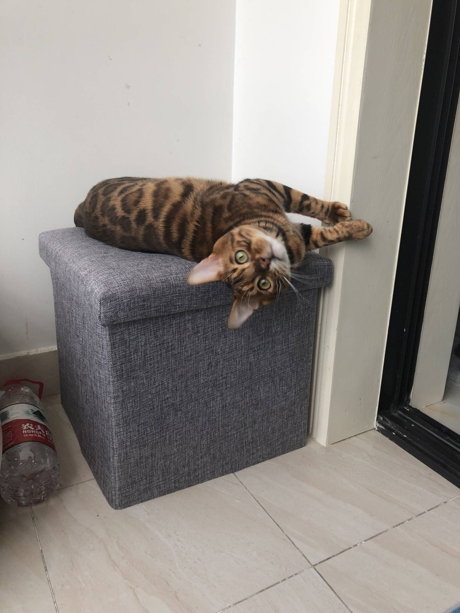 кот подрал диван из экокожи