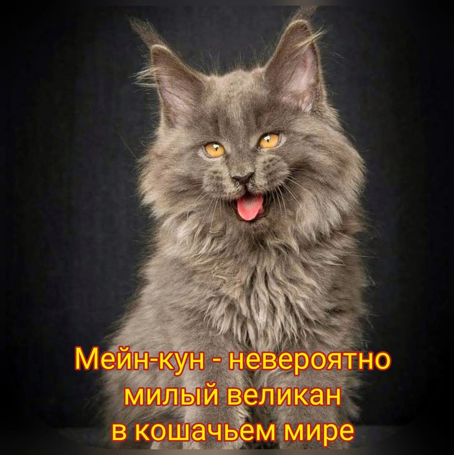 Мейн кун Аборигенная порода