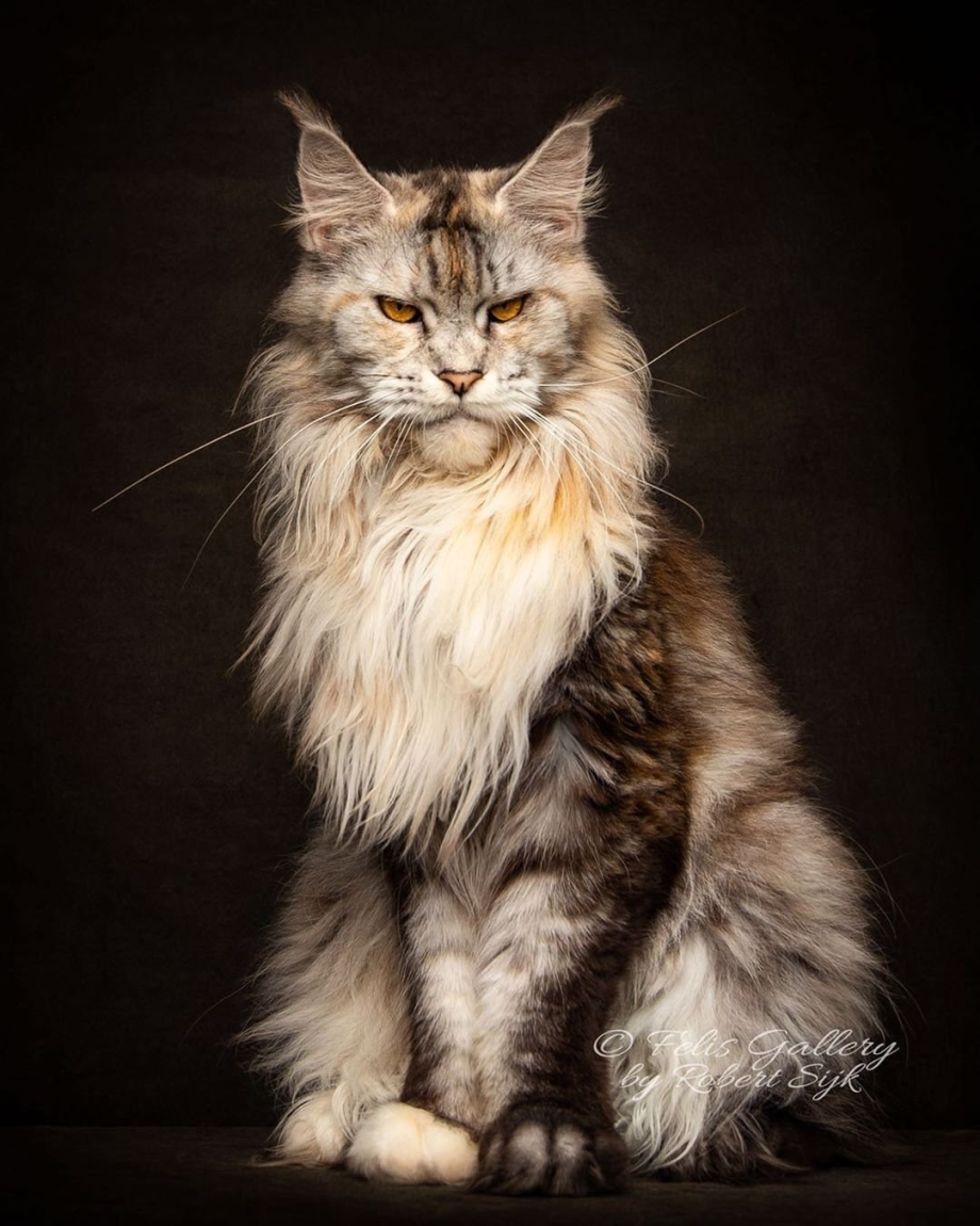 Кот Мейн кун