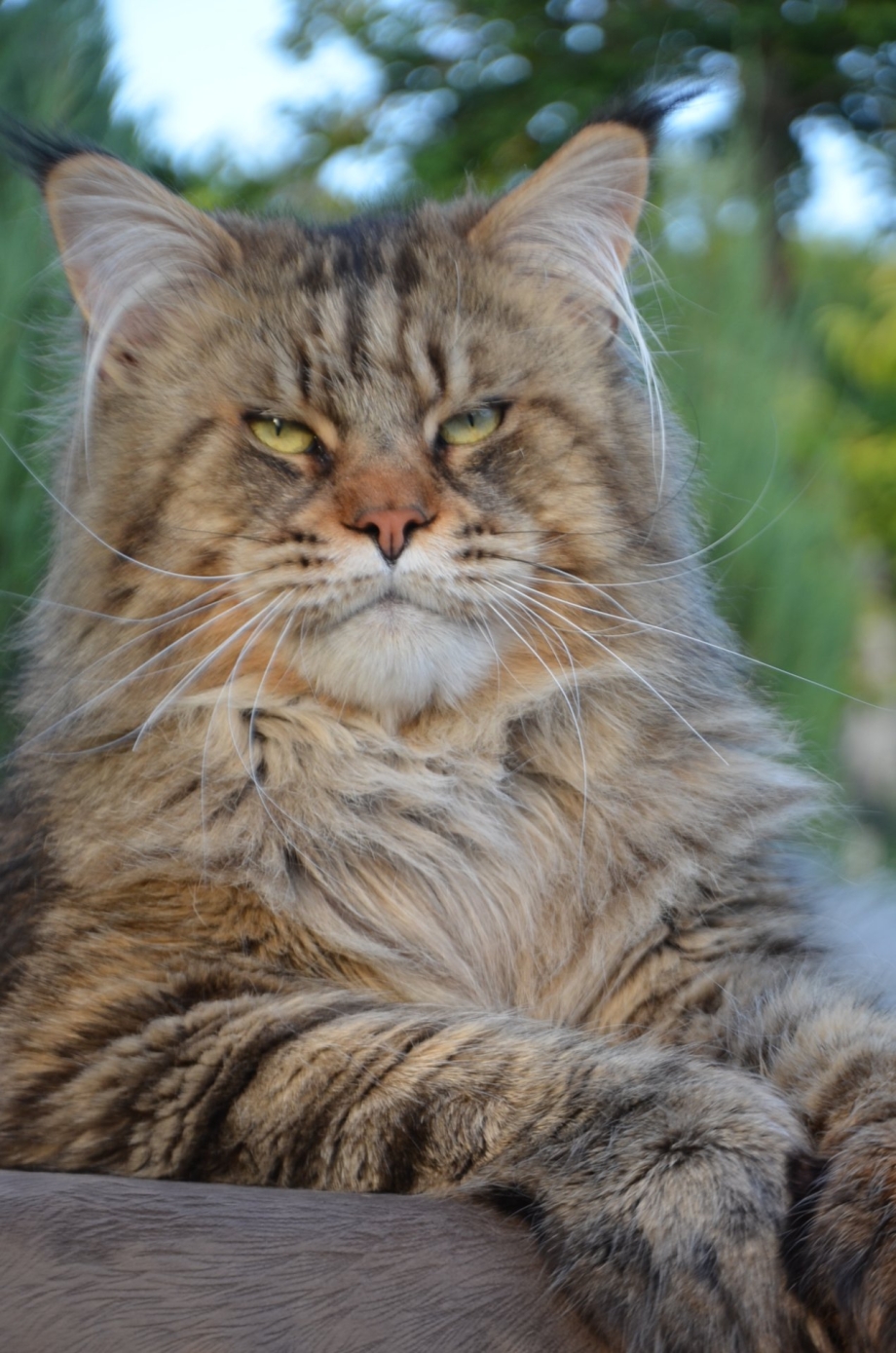 Кот Мейн кун