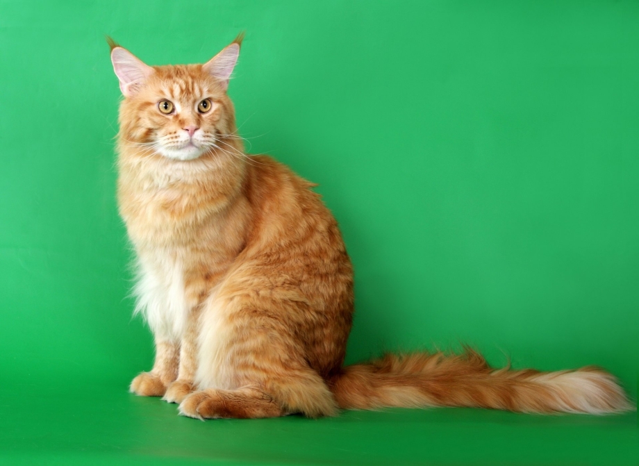 Майкуны коты