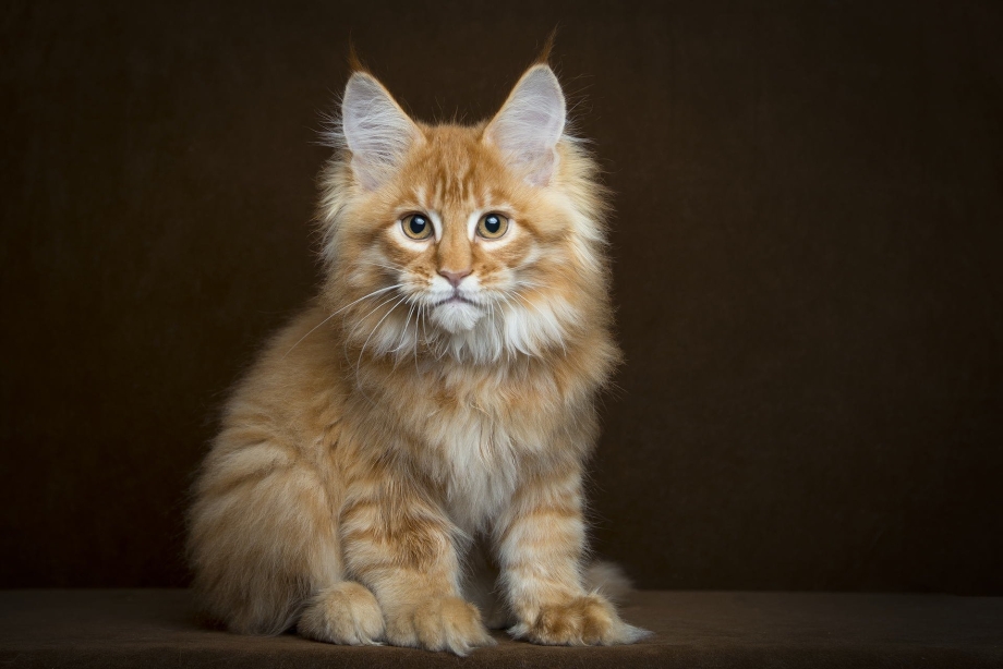 Мейн кун короткошерстный
