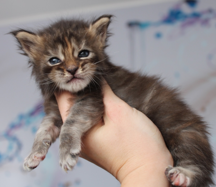 Кошка Мейн кун
