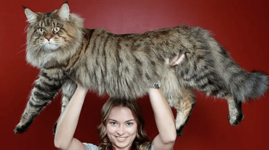Микунь котенок
