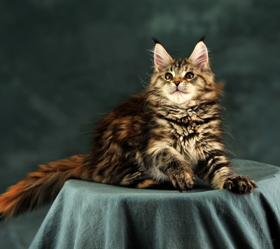 Мэйн кошка Мейн кун