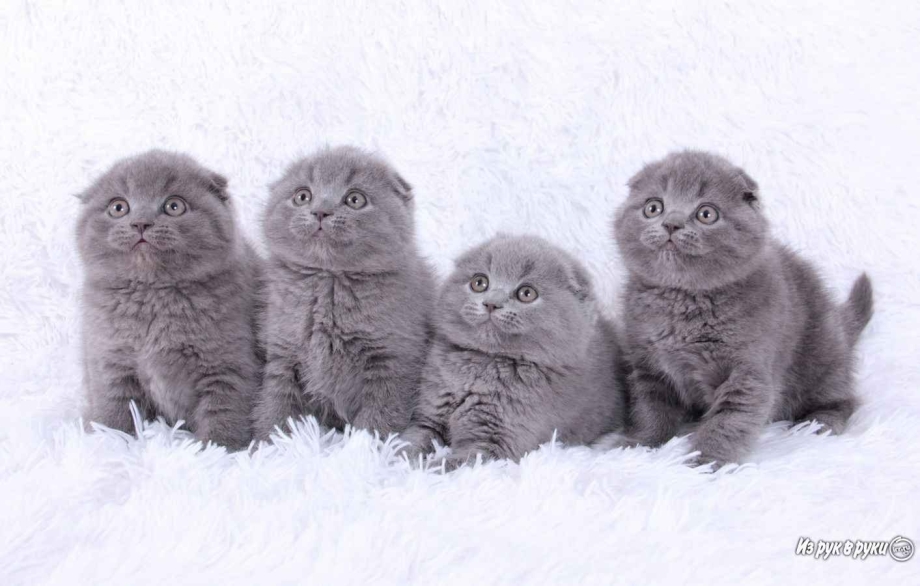 Британские котята фото вислоухие серые