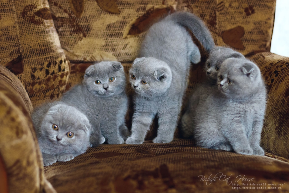 Шотландская вислоухая кошка голубая