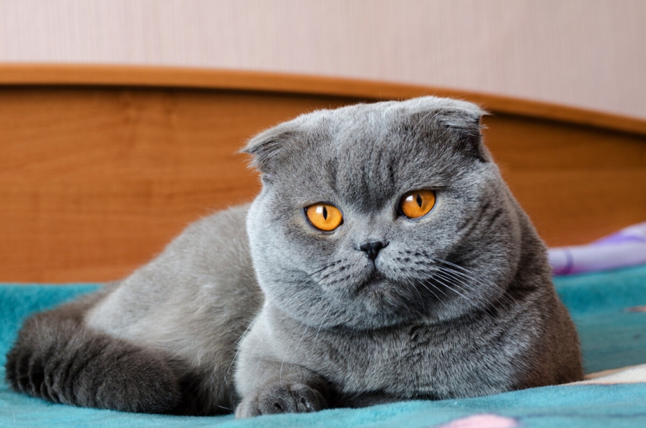 Шотландские вислоухие коты