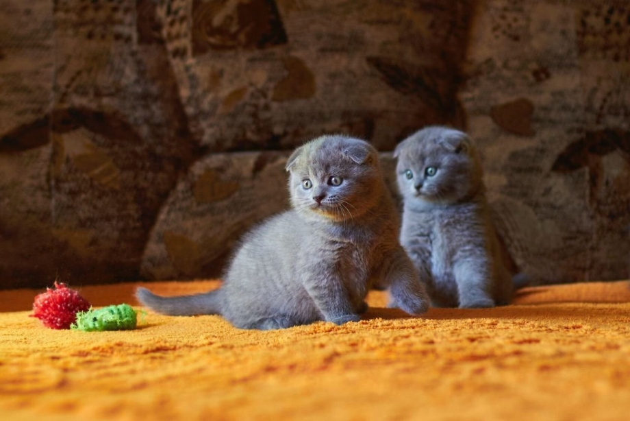 Шотландские вислоухие котята