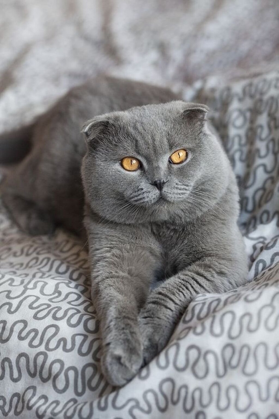 Британские вислоухие котята