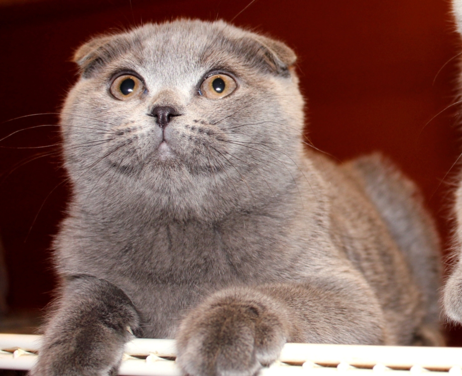 Скоттиш фолд тайская