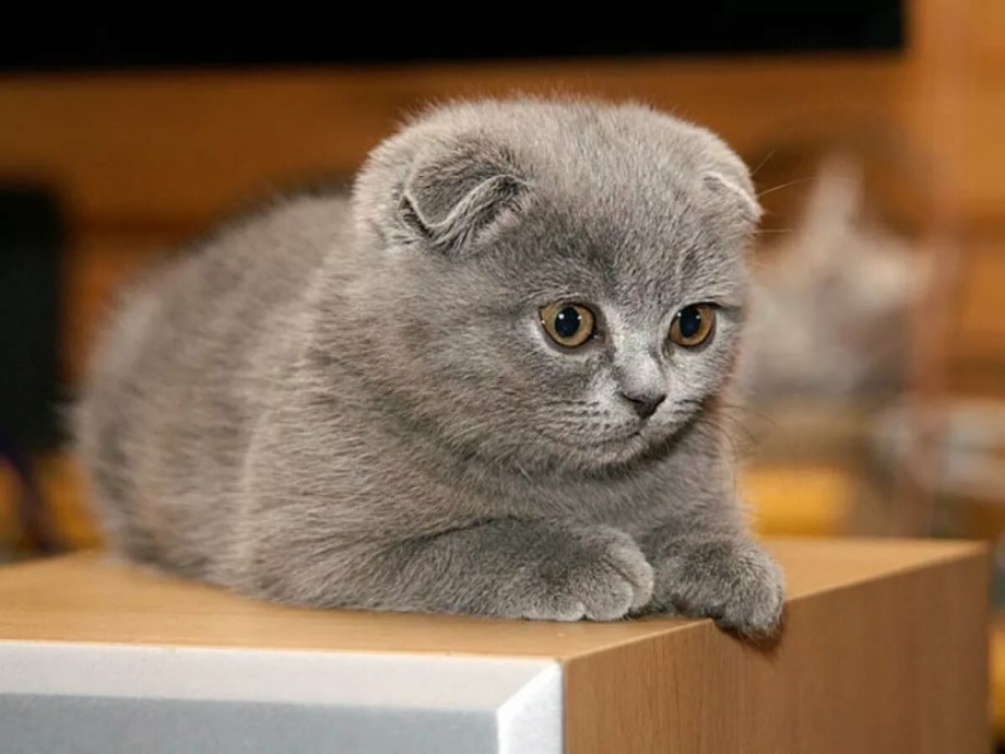 Шотландские вислоухие котята