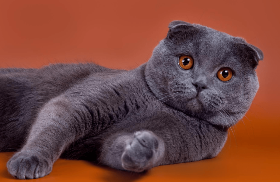 Скоттиш-фолд Шотландская
