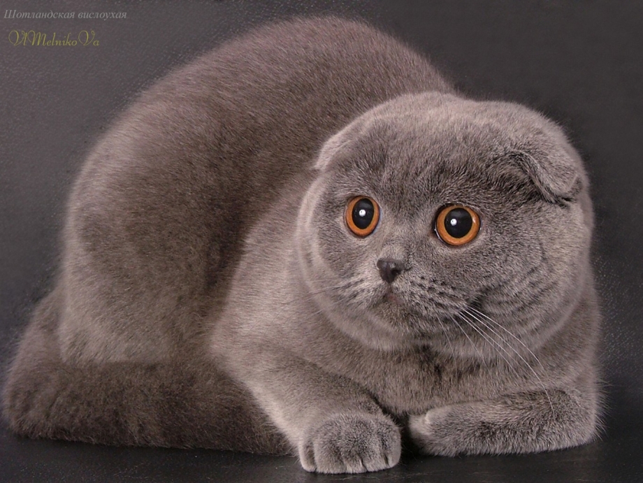 Шотландская вислоухая шиншилла