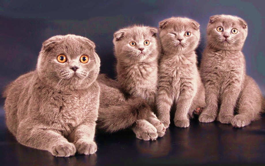 Шотланская Веселуха кошка