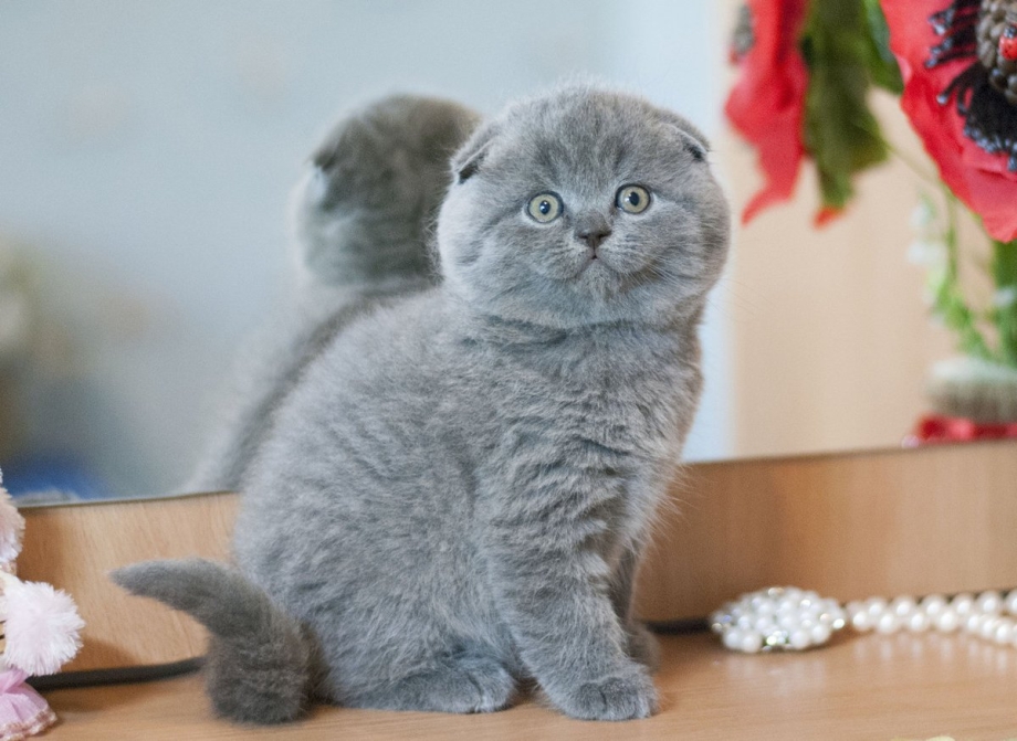 Британские котята скоттиш фолд