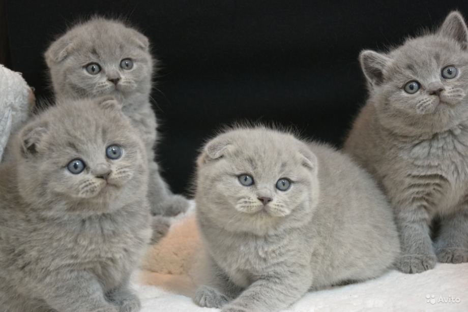 Шотландская вислоухая кошка