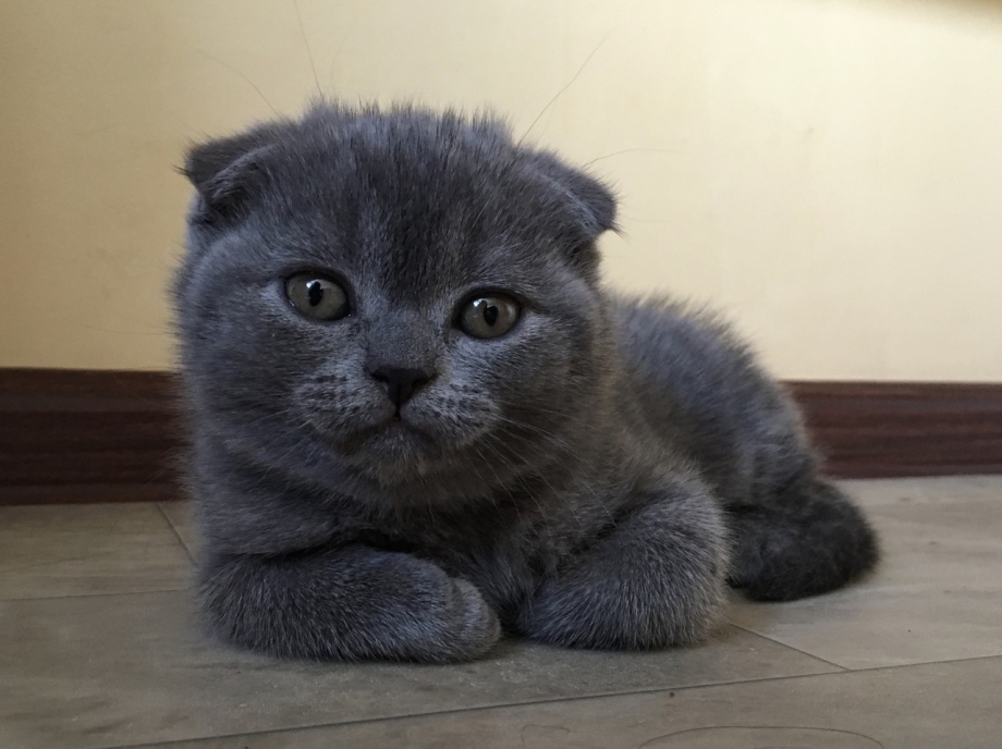 Кот русский голубой вислоухий
