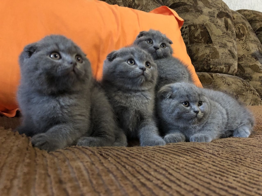 Вислоухие коты Шотландские скоттиш