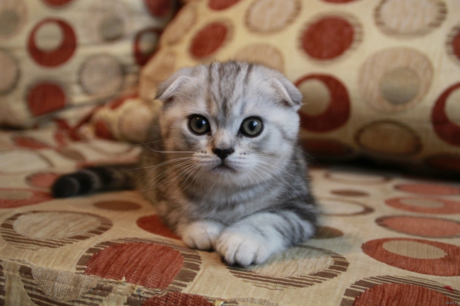 Кот скоттиш-фолд полосатый