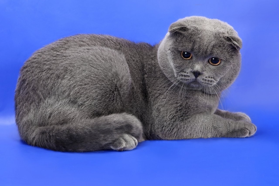 Британская вислоухая кошка