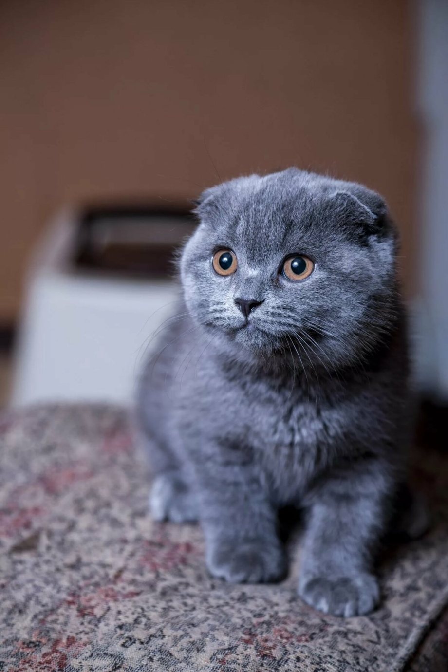 Вислоухие котята британцы
