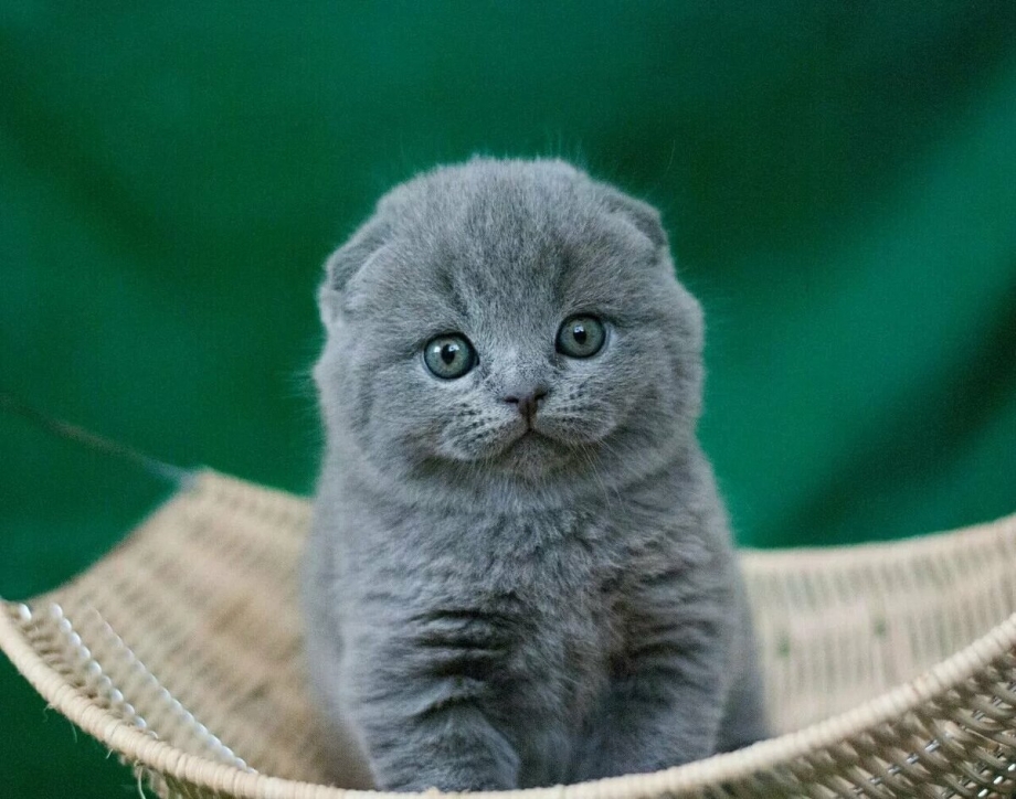 Шотланская Веселуха кошка