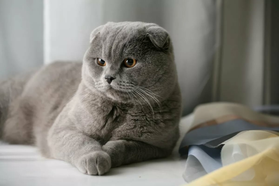 Авито Курган кошки британцы вислоухие