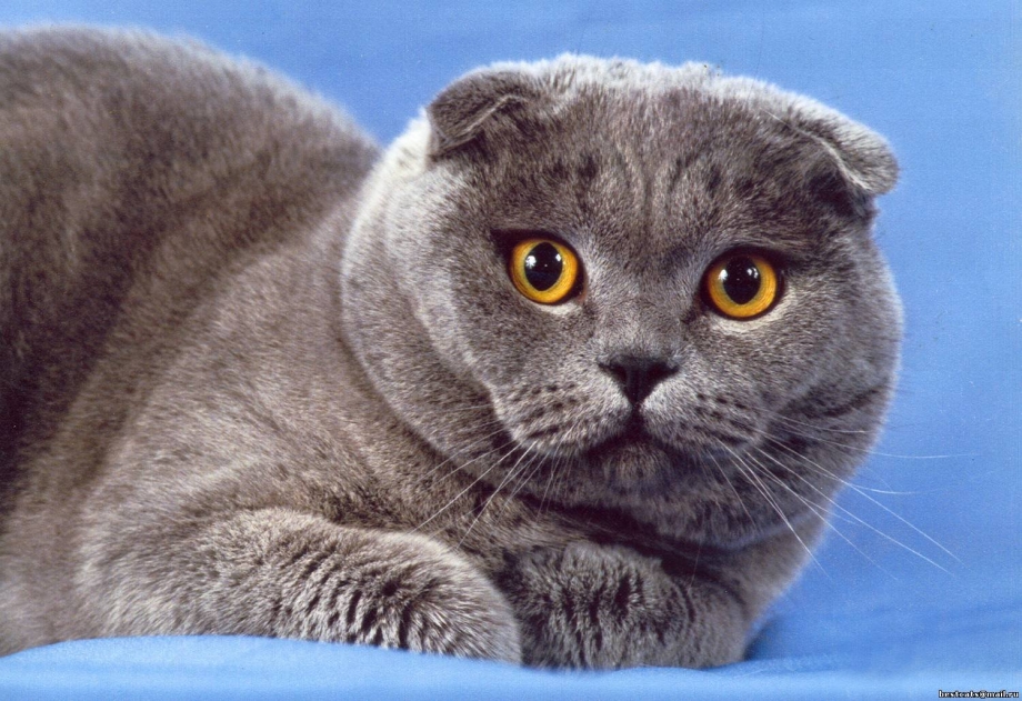 Скоттиш-фолд Шотландская вислоухая кошка