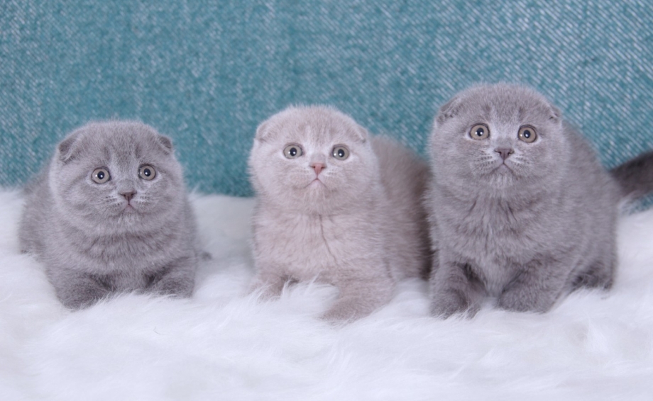 Питомник шотландских вислоухих кошек