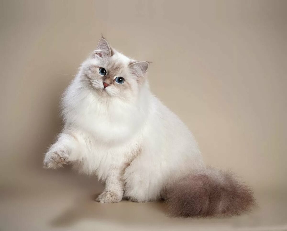 Невская маскарадная кошка