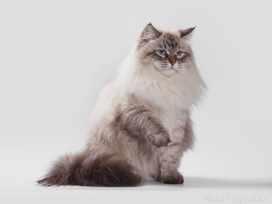 Невский маскарадный кот рыжий