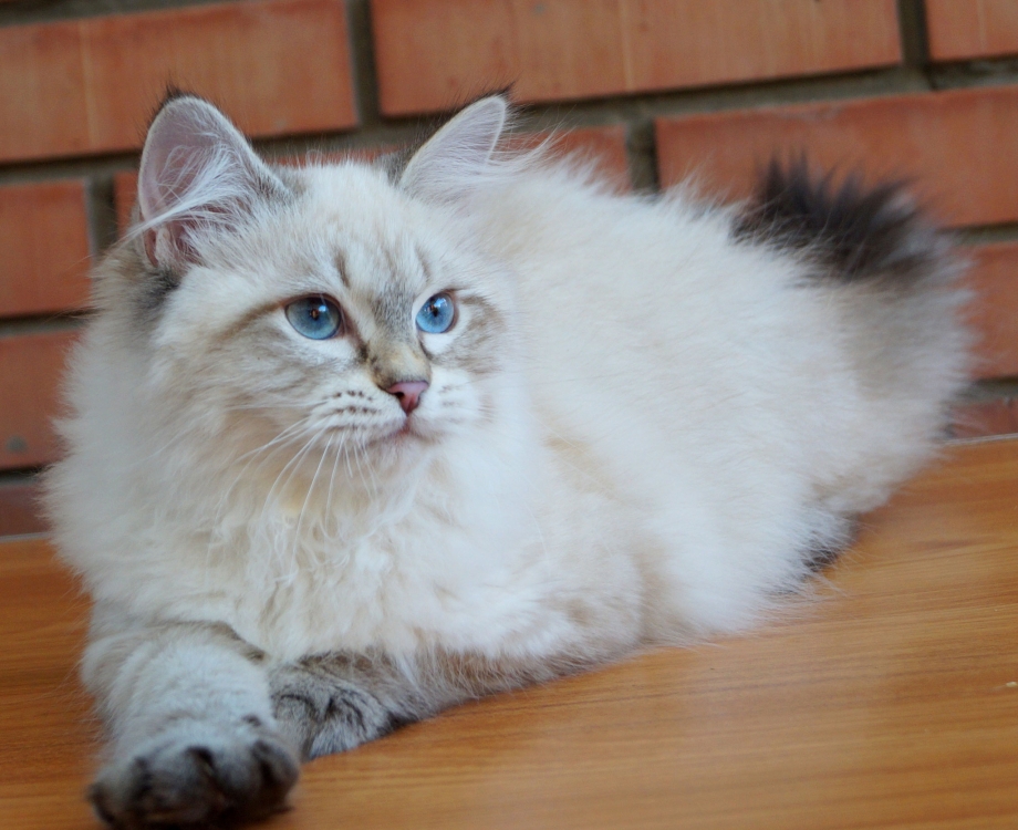 Невская маскарадная кошка короткошерстная