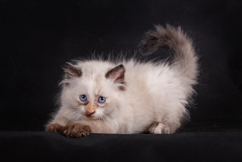 Невская маскарадная кошка