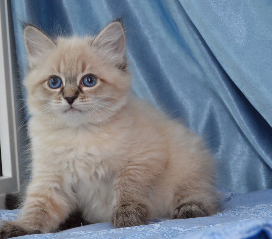 Бирманская кошка котята