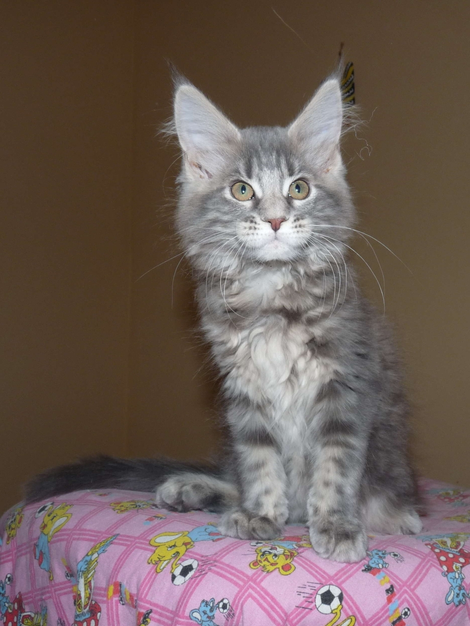 Котята Мейн кун серые 2
