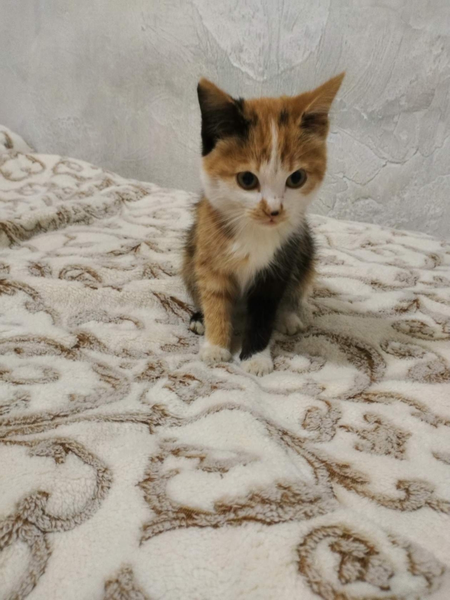 Трехцветная кошка на облаках