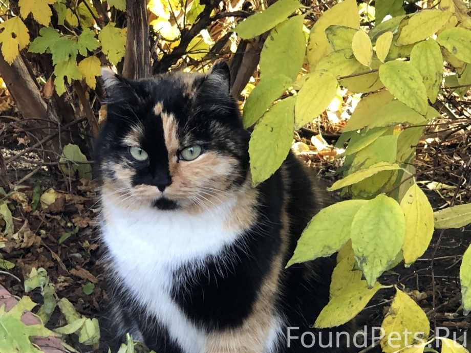 Котята черепашьего окраса