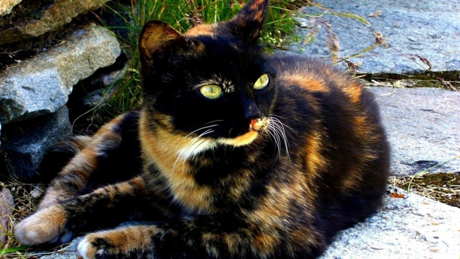 Трёхцветная кошка