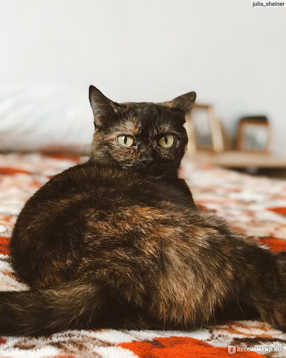 Котенок черепахового окраса