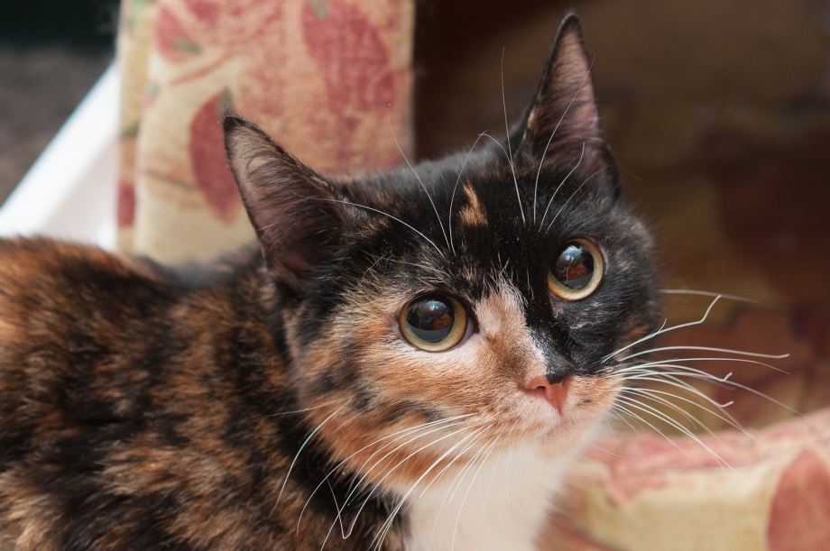 Tortoiseshell Cat порода