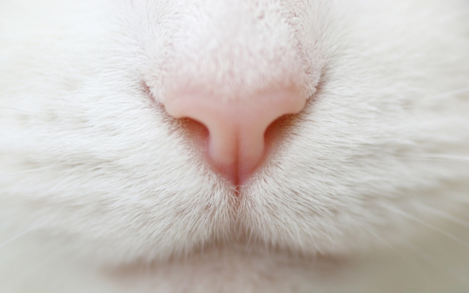 Кошкин нос
