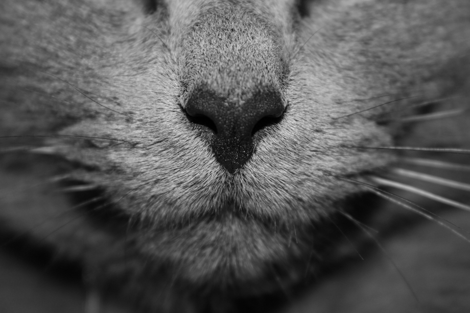 Кошачий нос