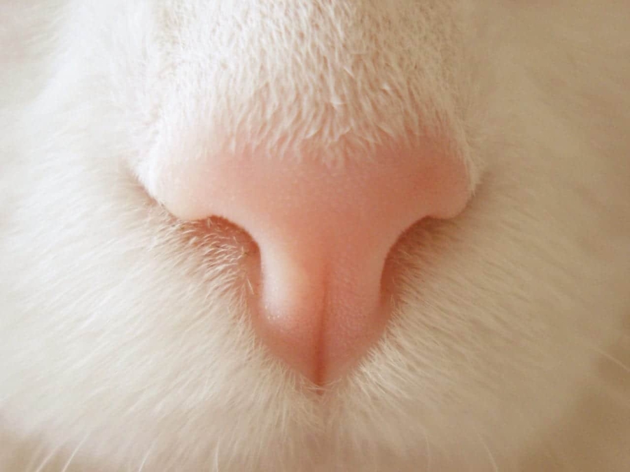 Кошачий нос розовый