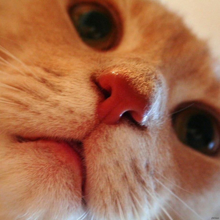 Кошачий нос
