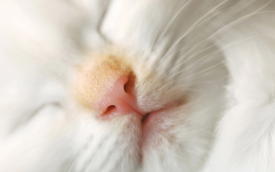 Кошачий нос мимими