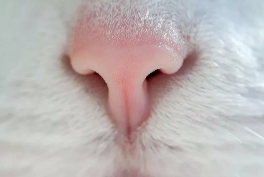 Носик котика