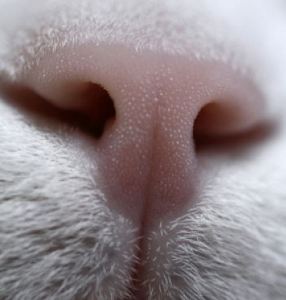 Носик котика